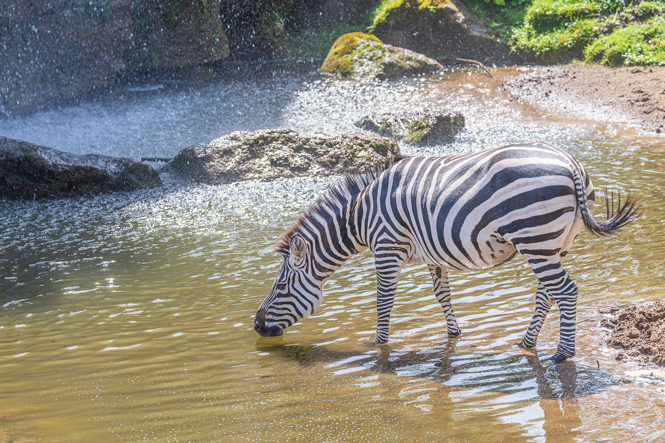 Zebra ...
