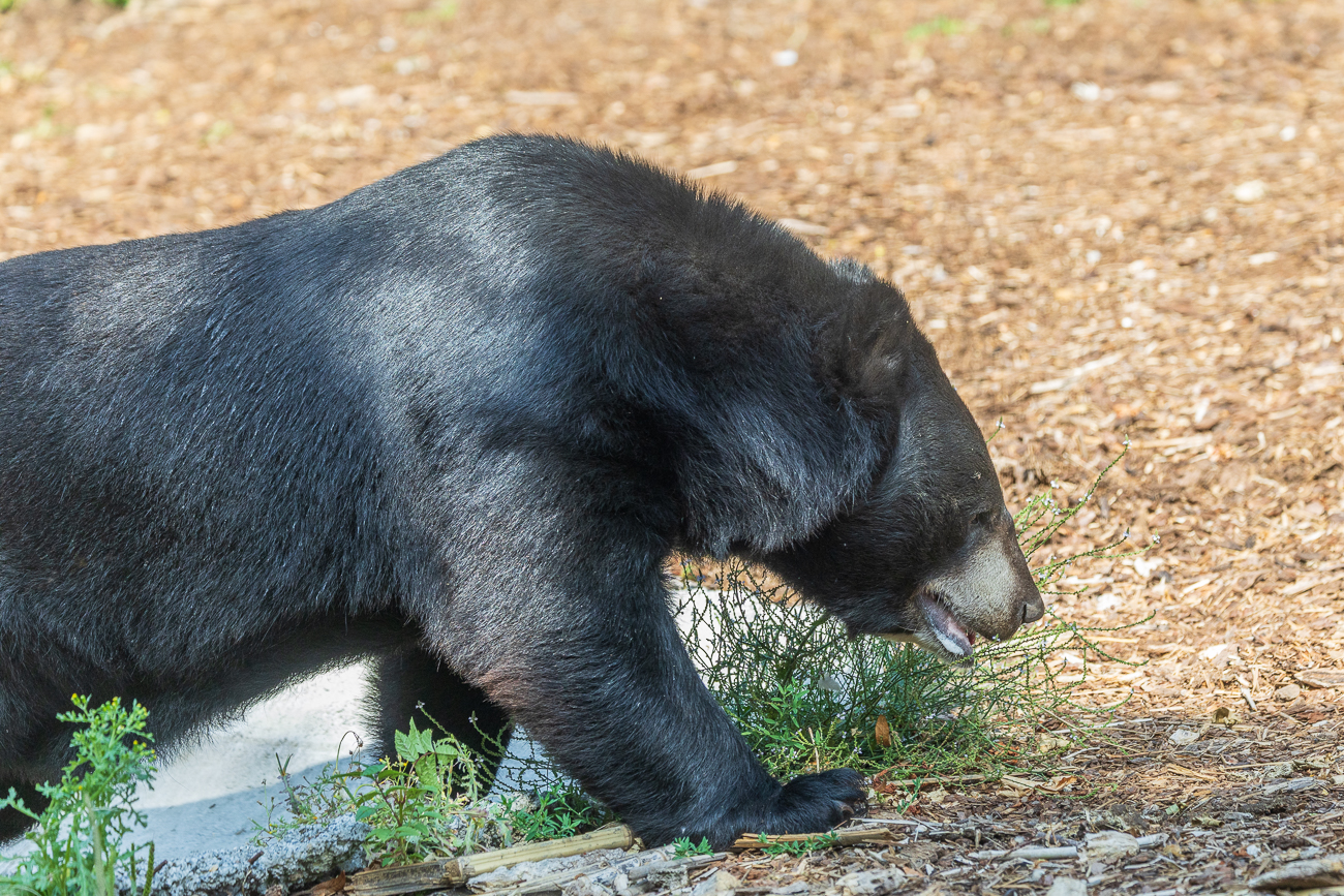 Kragenbär
