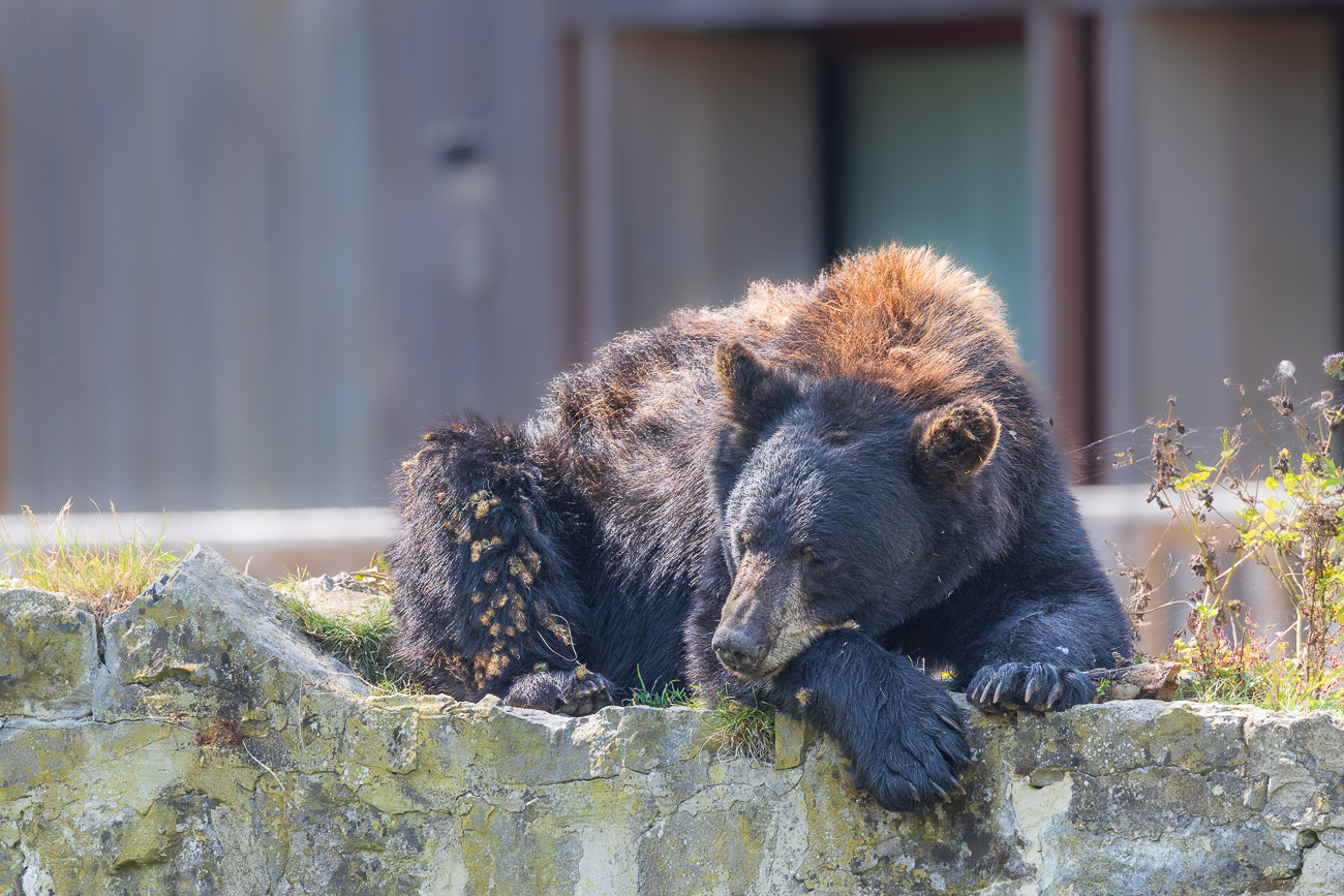 Schwarzbär