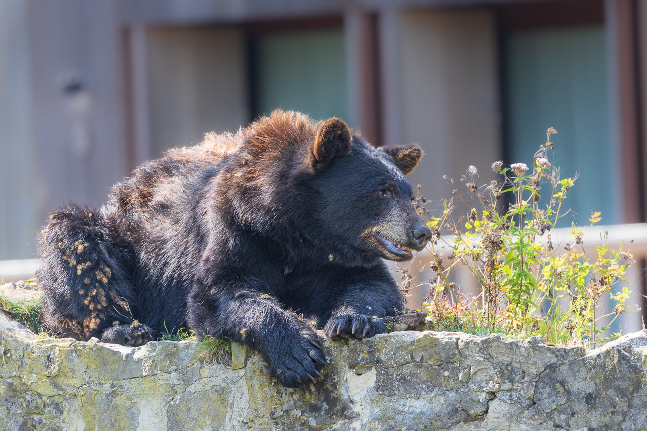 Schwarzbär