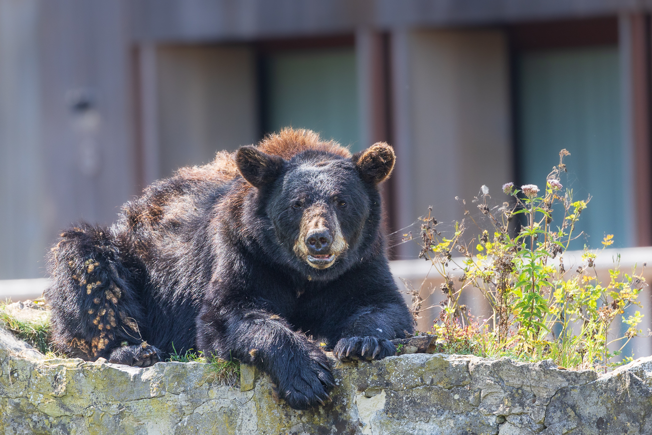 Schwarzbär