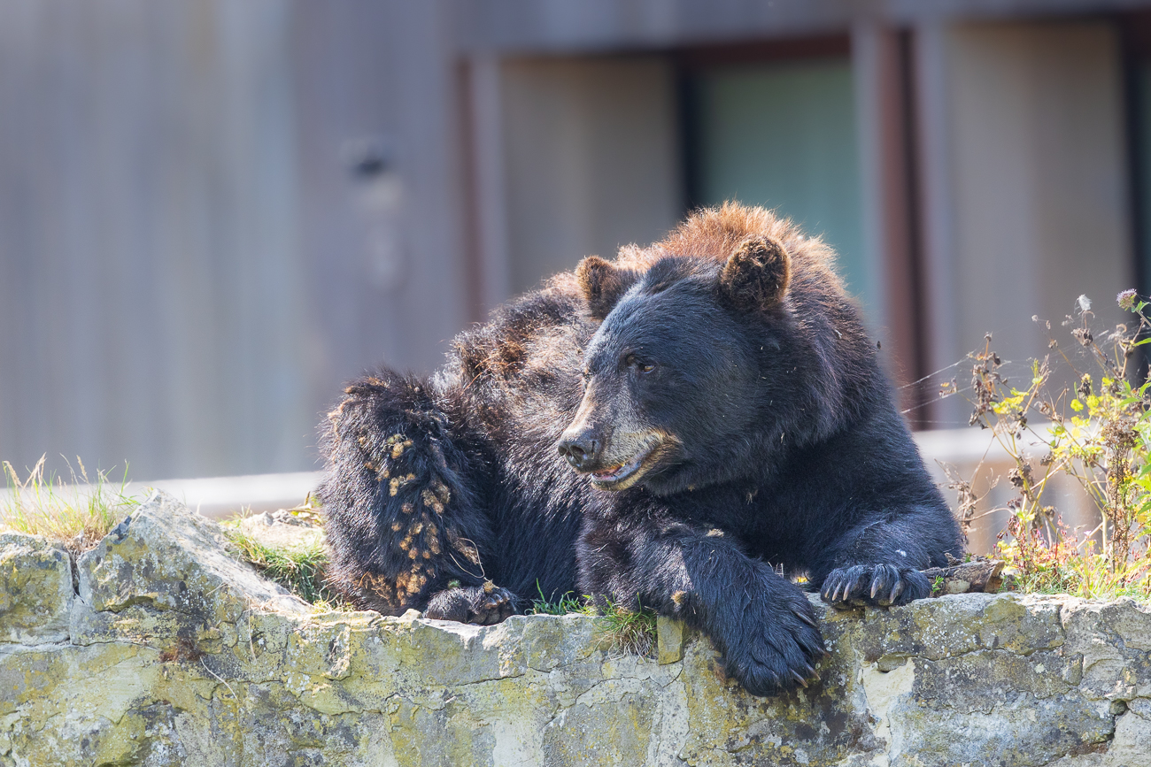 Schwarzbär