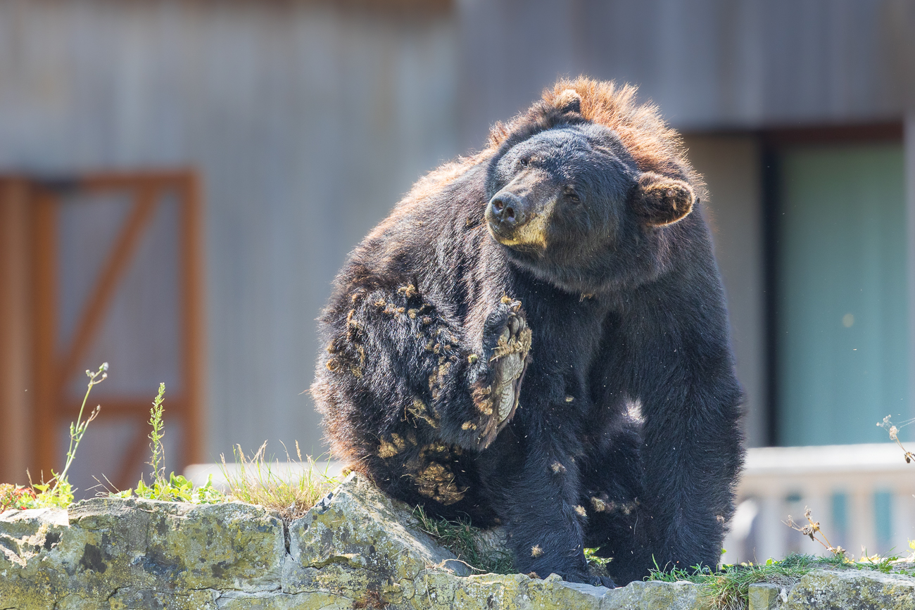 Schwarzbär