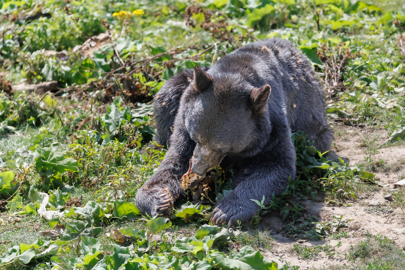 Schwarzbär