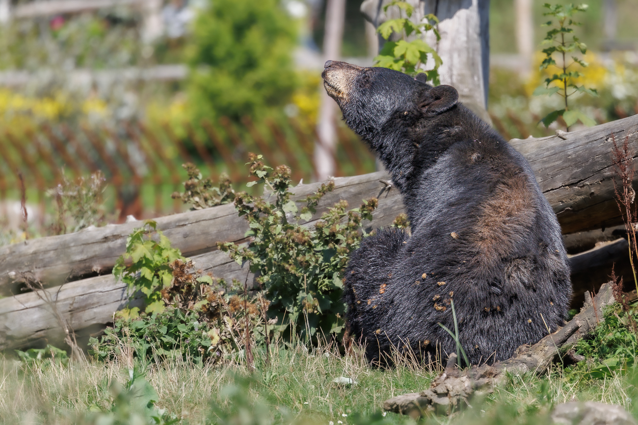 Schwarzbär