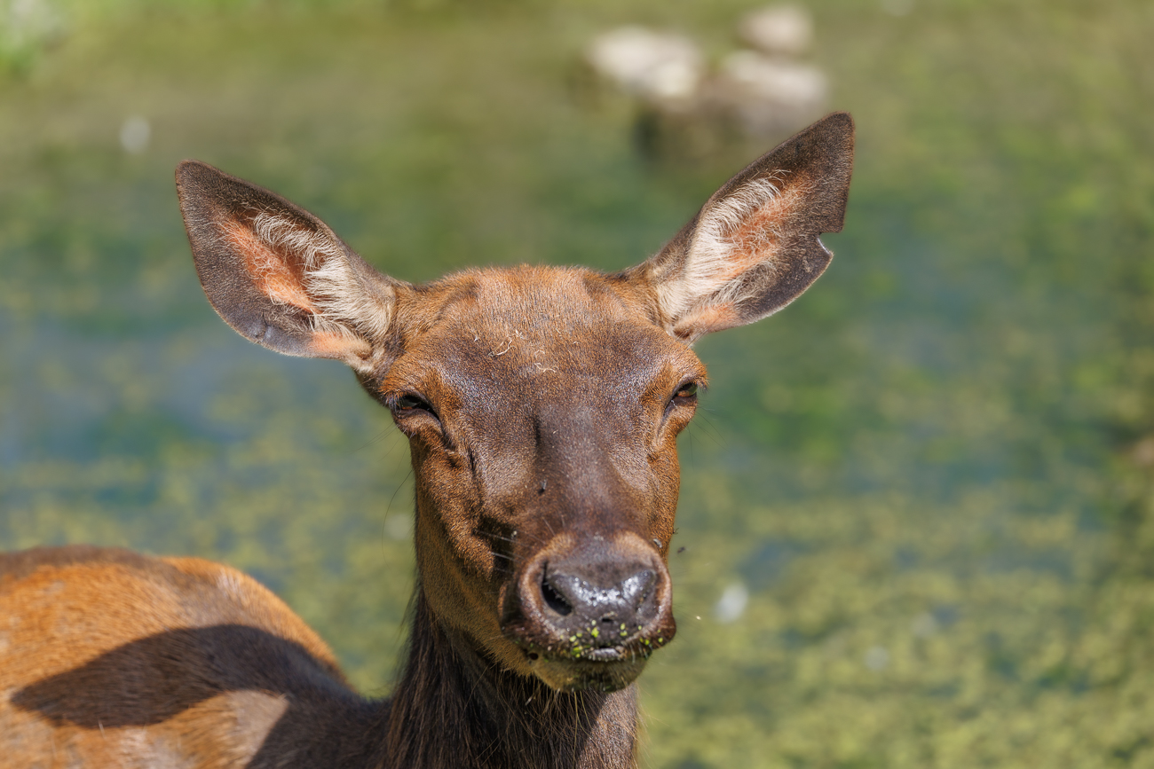 Wapiti