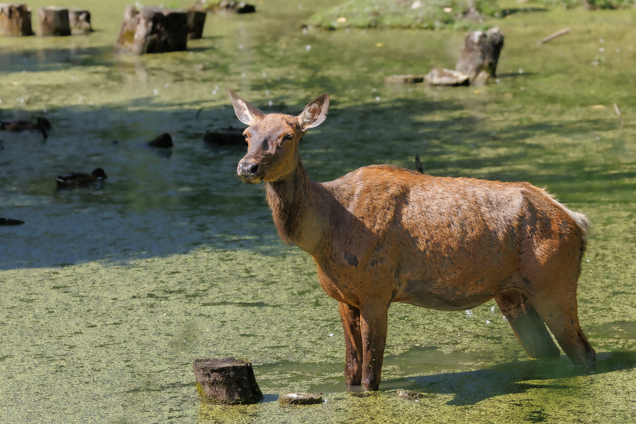 Wapiti bei der Abkühlung