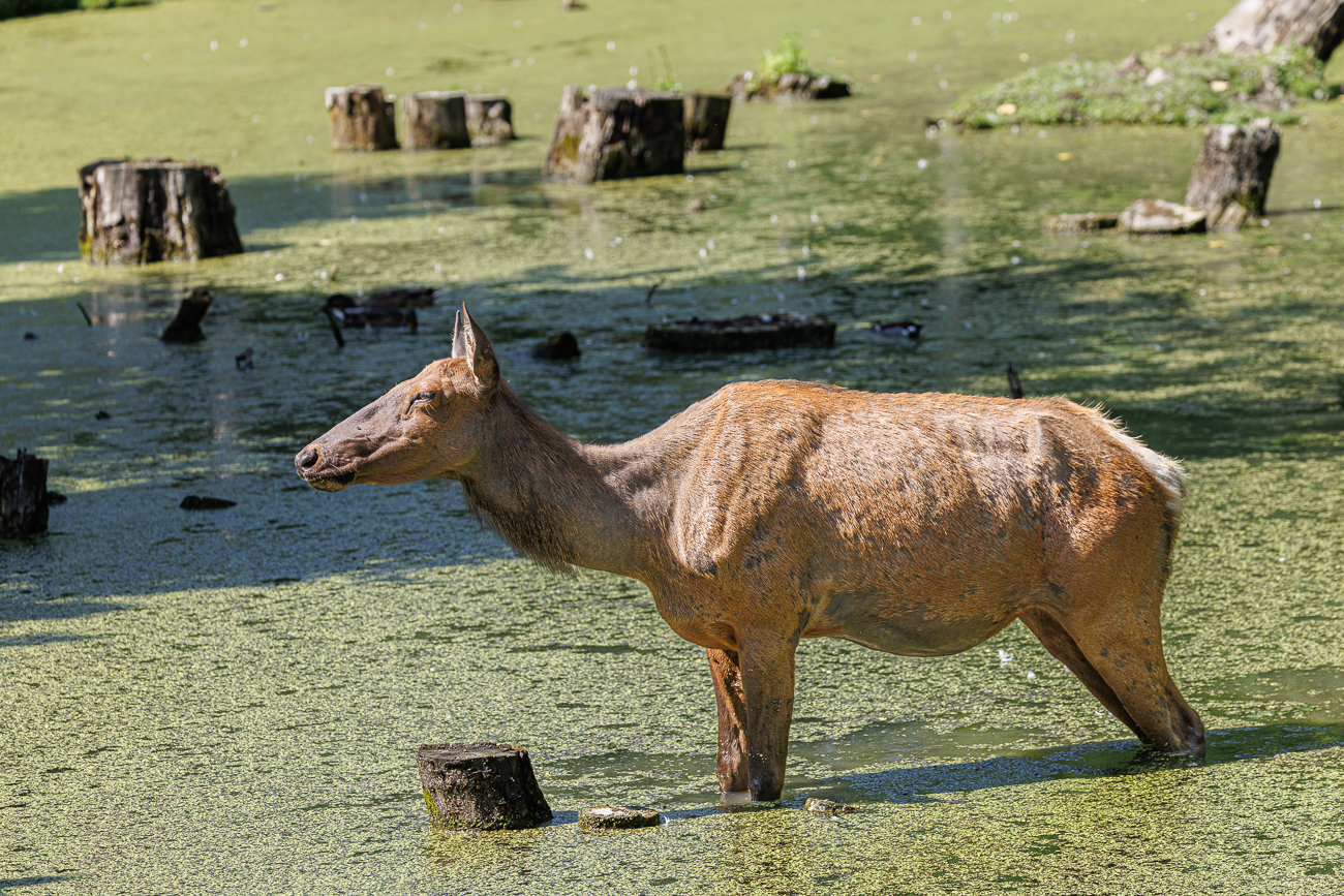 Wapiti bei der Abkühlung