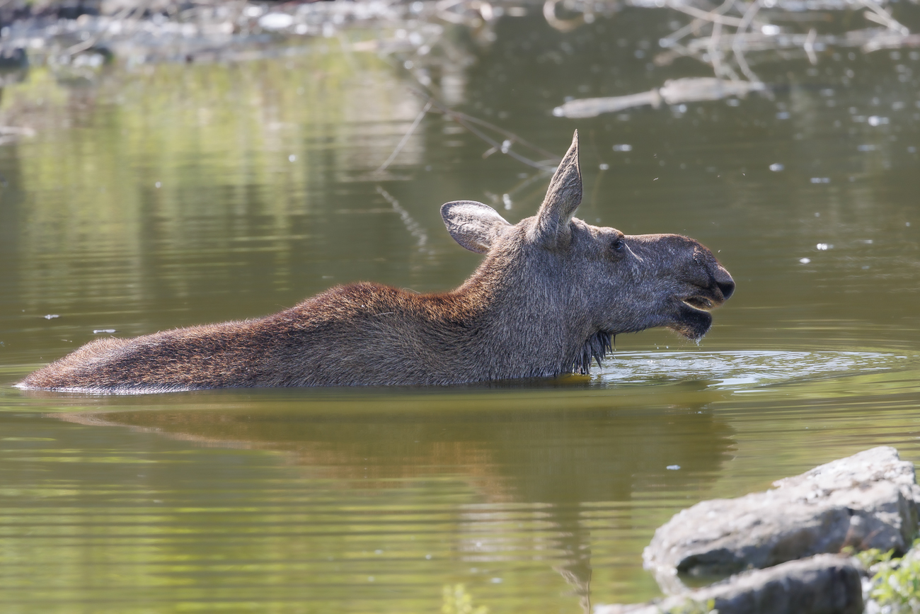 Elchkuh bei der Abkühlung