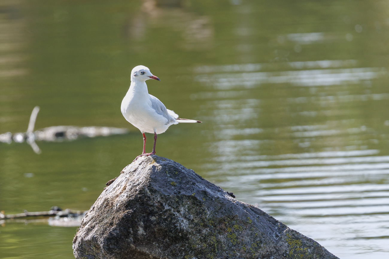Lachmöwe