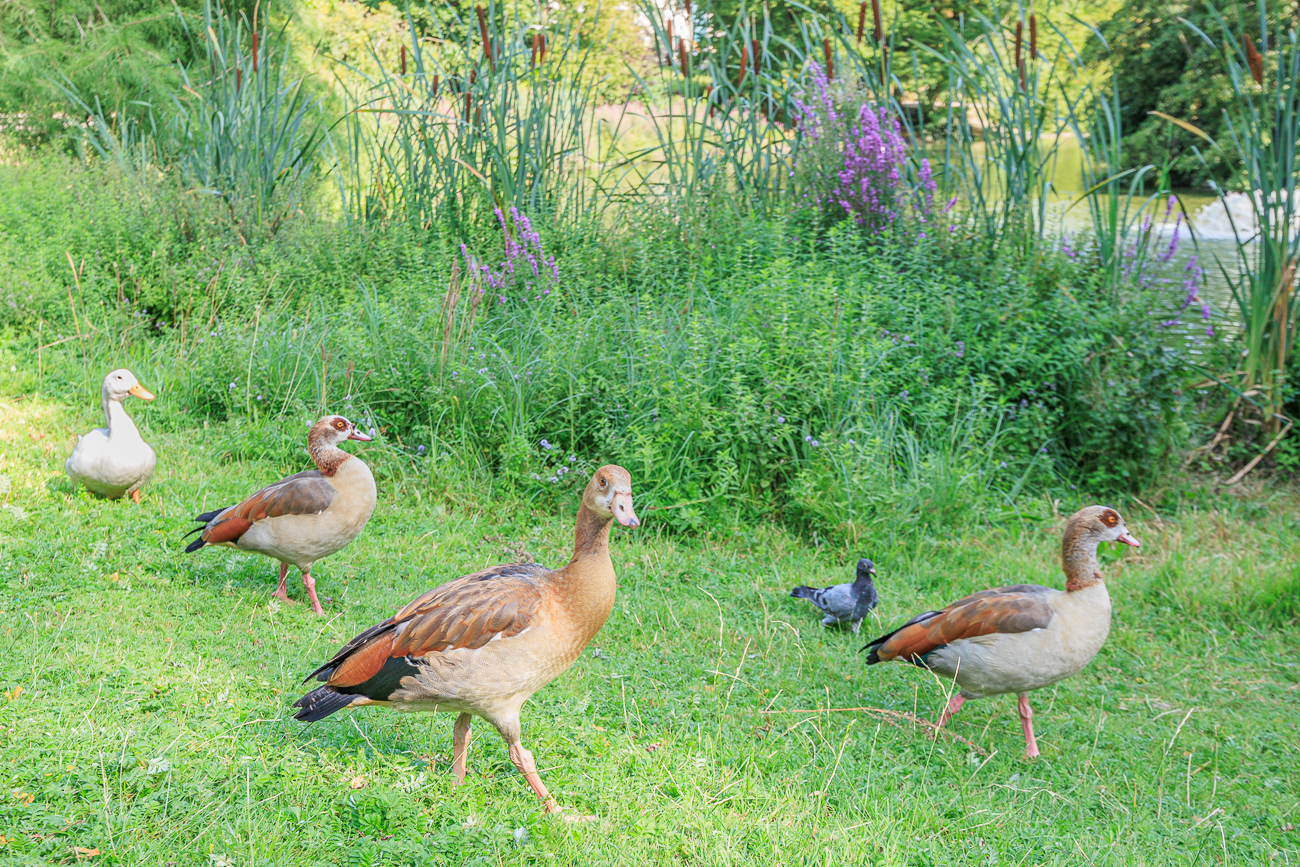 Durch den Parc Léopold laufen wir ins Europaviertel