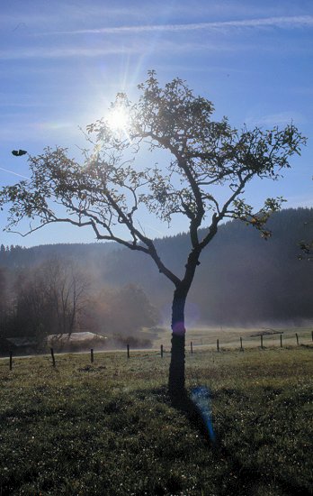 Die Nebel steigen