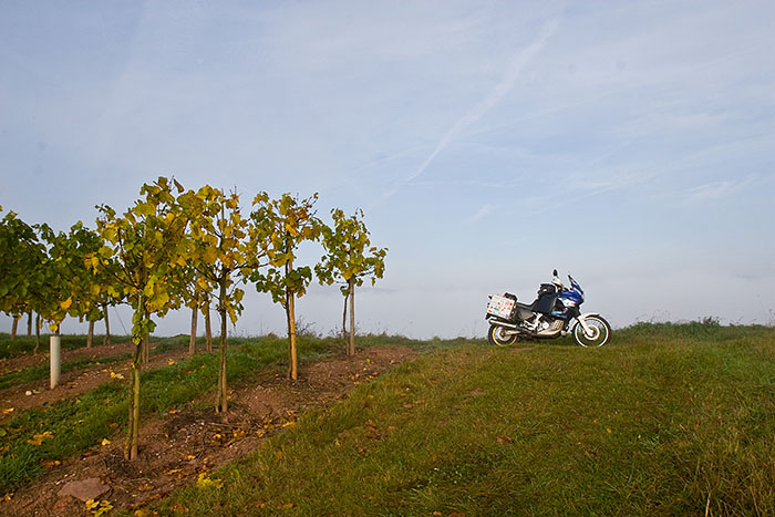 Weiter geht es durch Weinberge