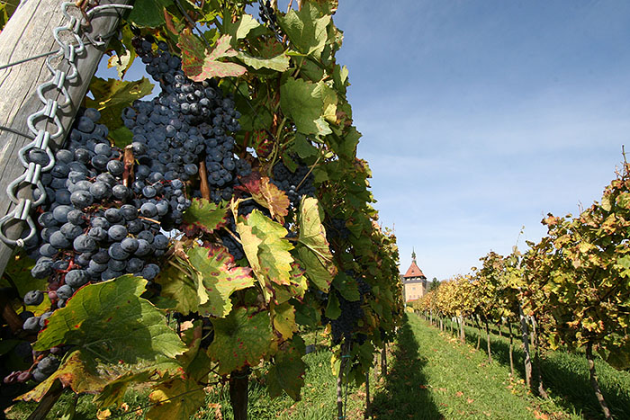 Pralle Früchte sorgen für guten Wein