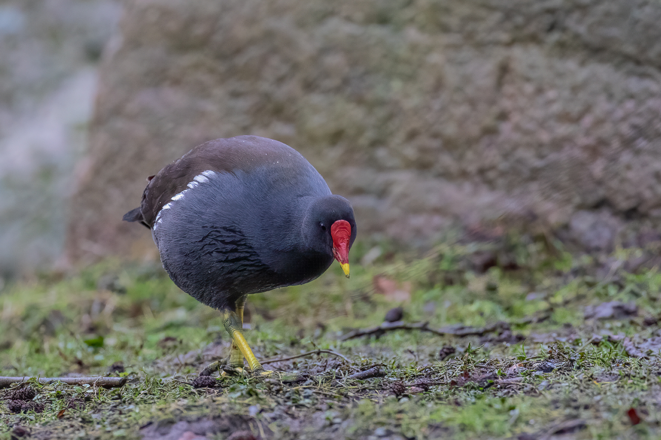 Grünfüßiges Teichhuhn (Teichralle)