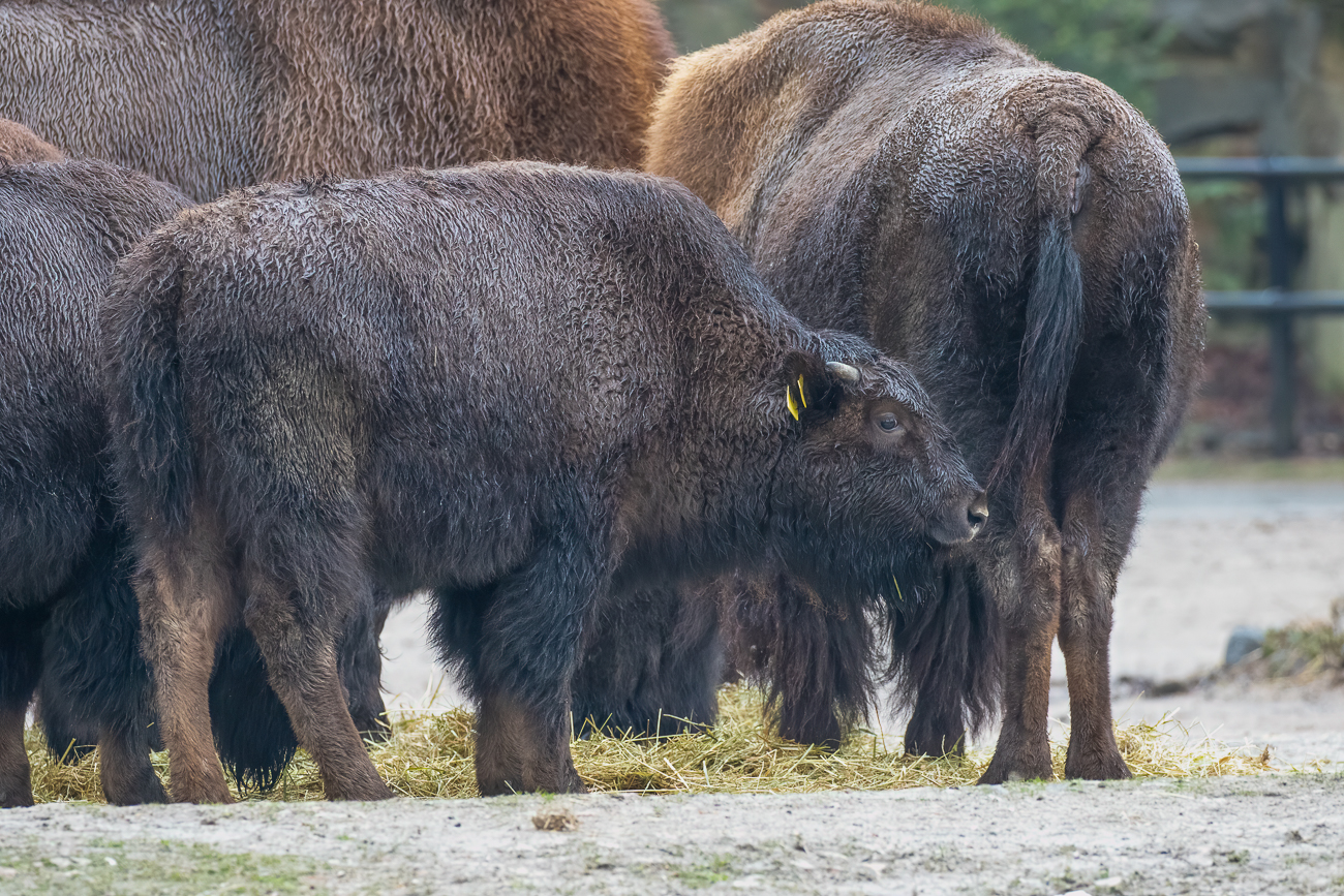 Wisent