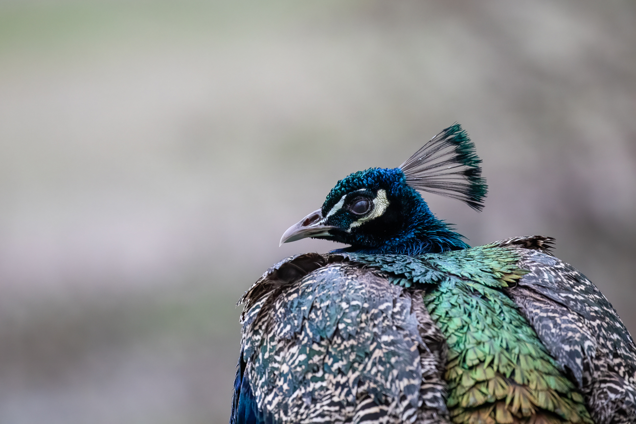 Pfau