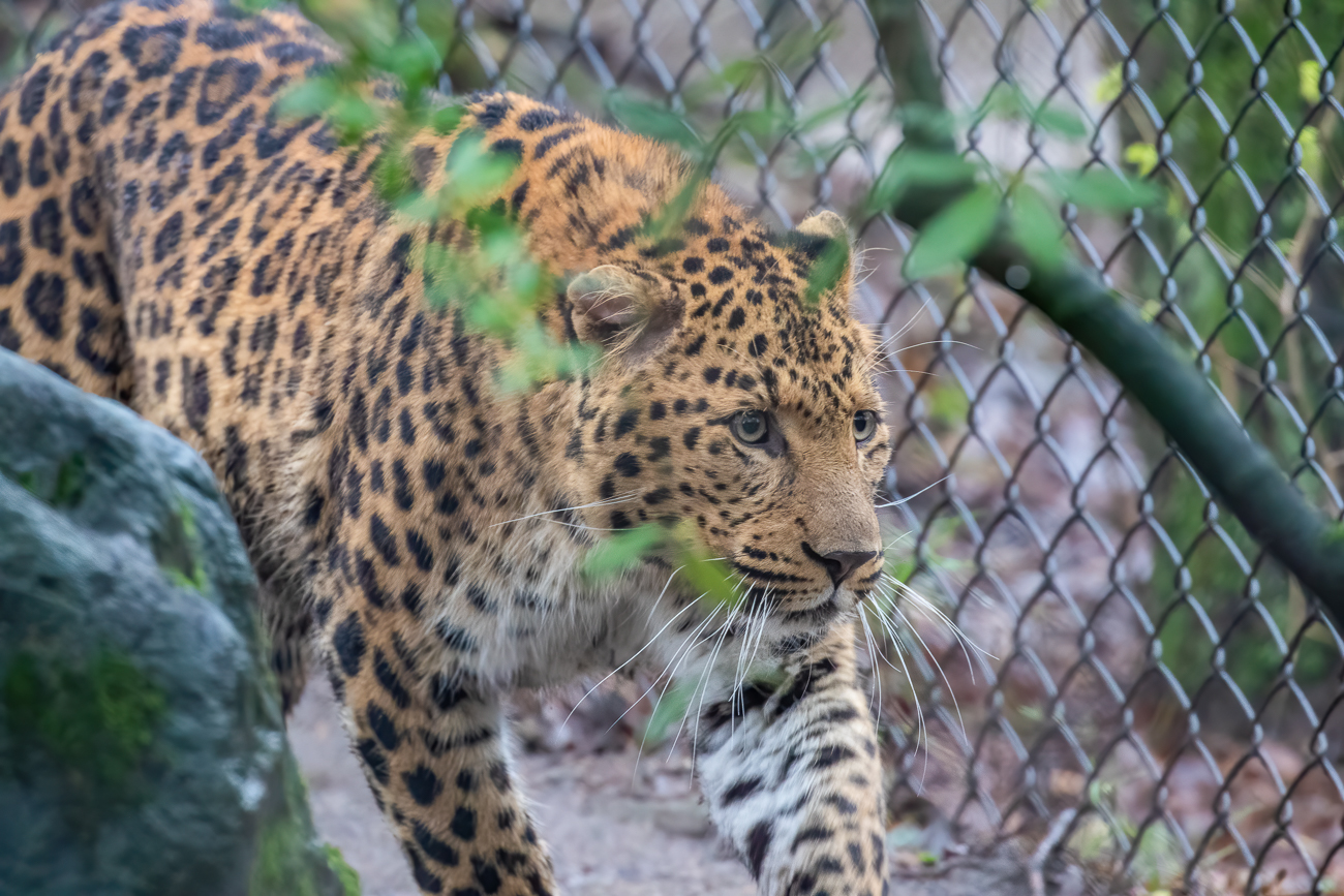Leopard