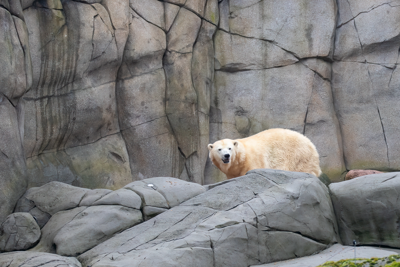Eisbär