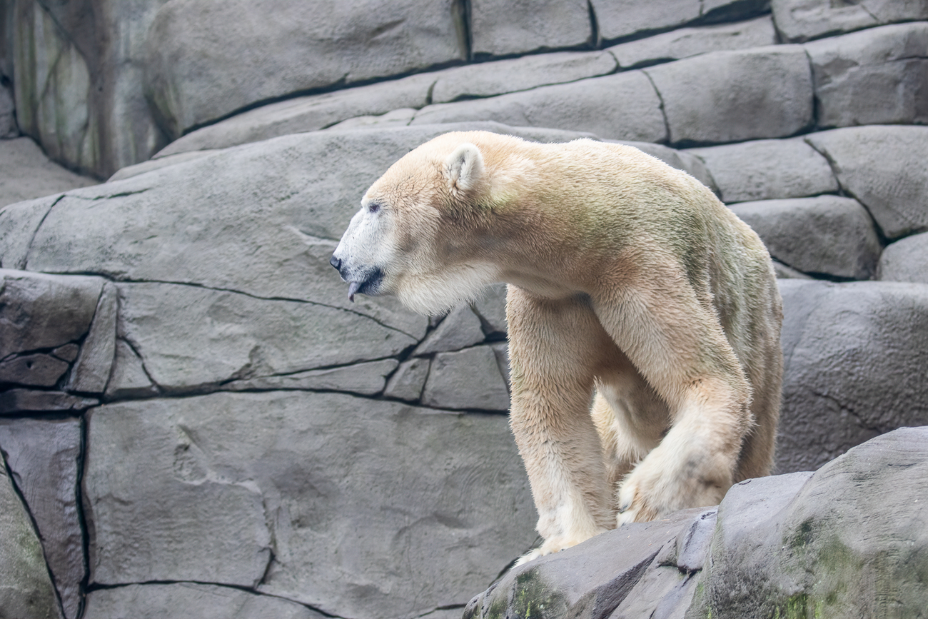 Eisbär