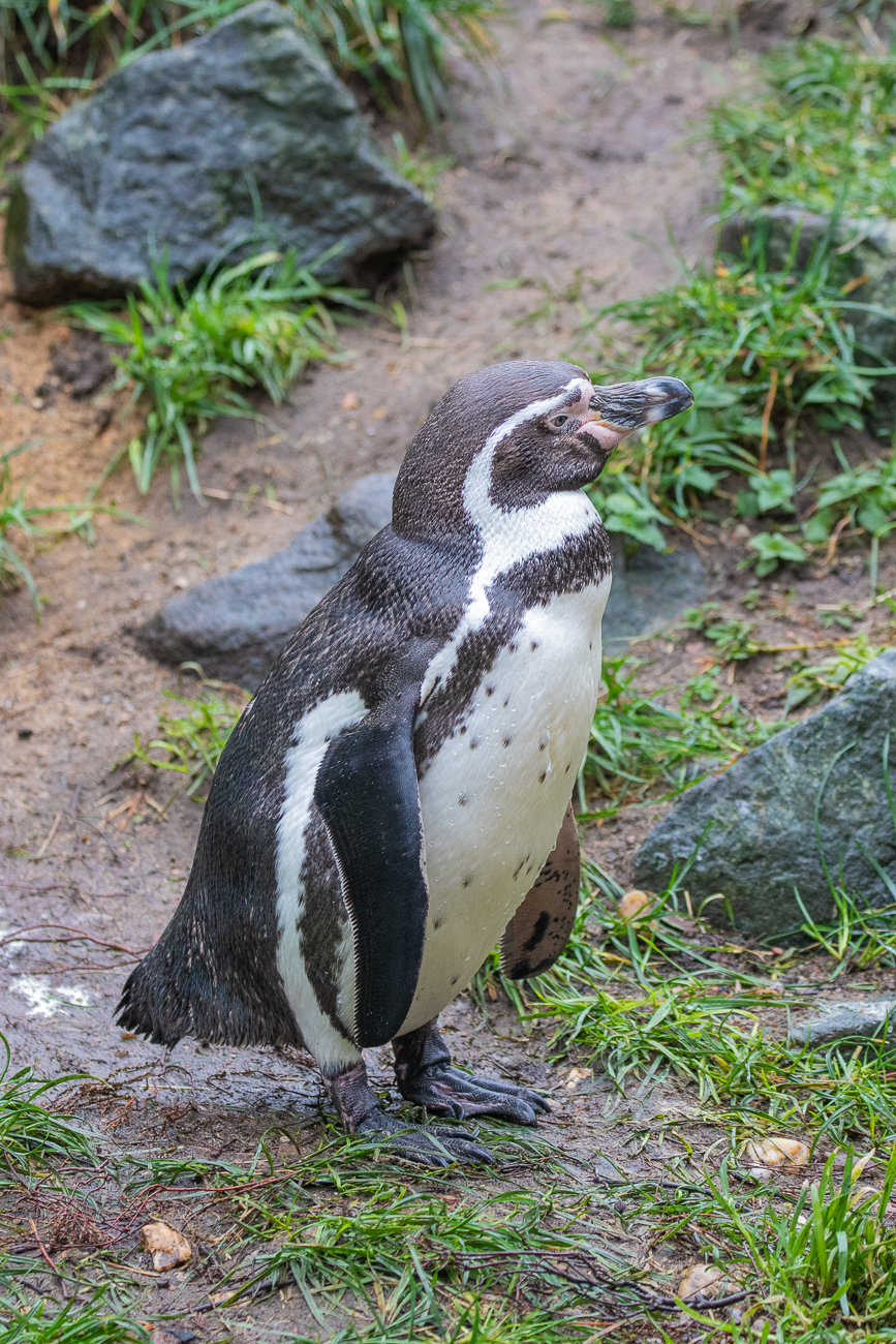 Pinguin