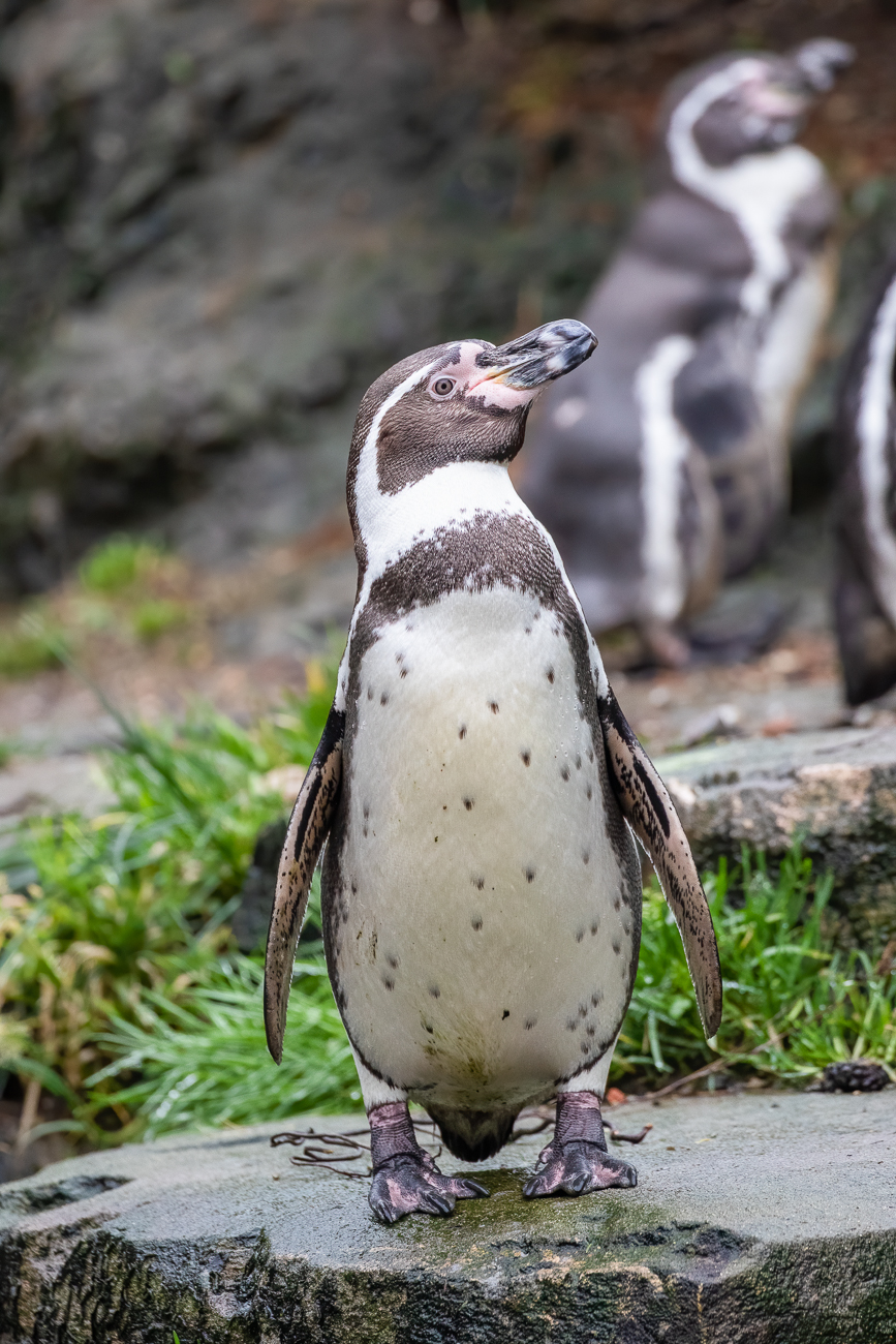 Pinguin