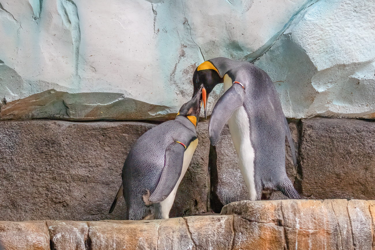 Königspinguine