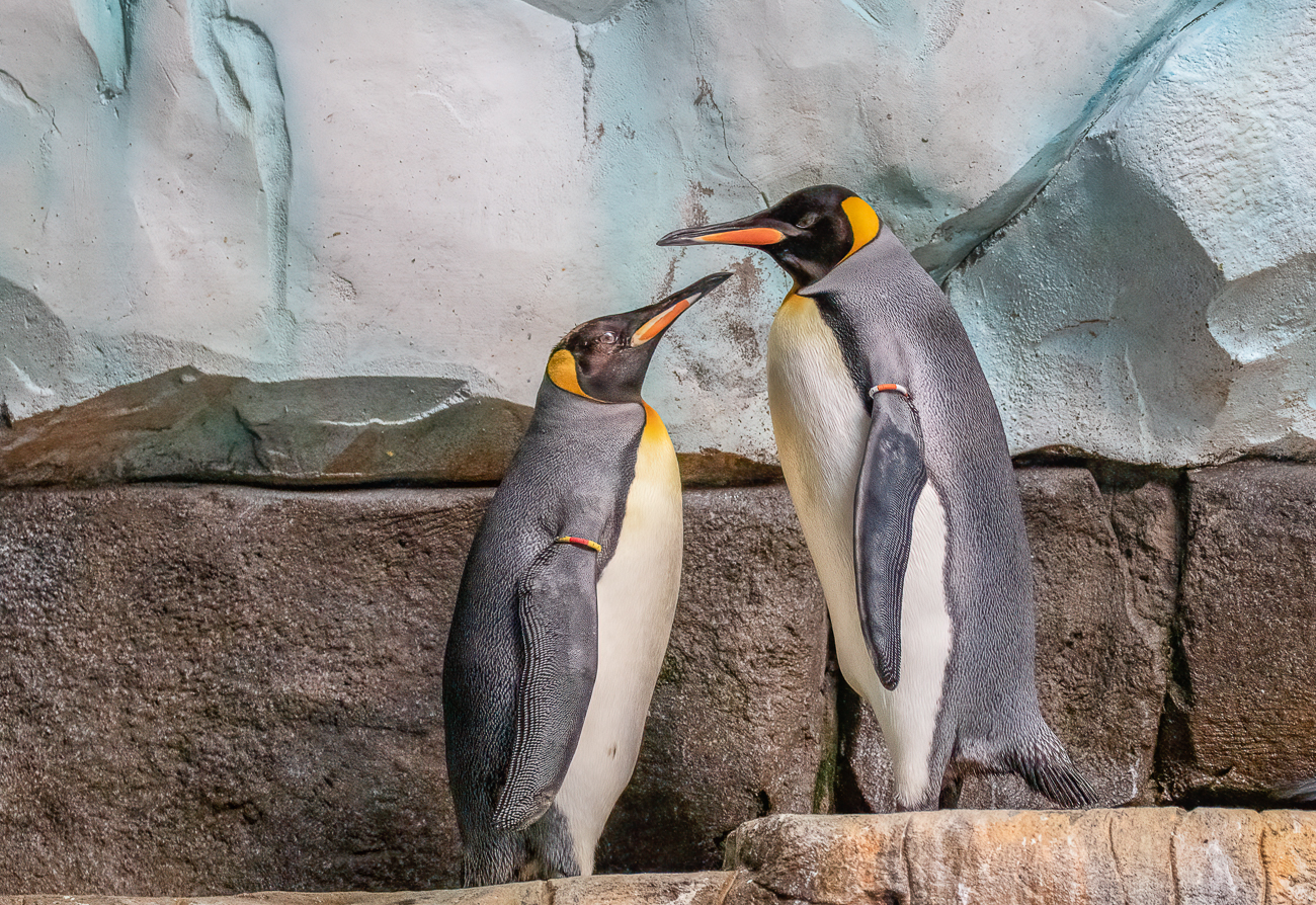 Königspinguine