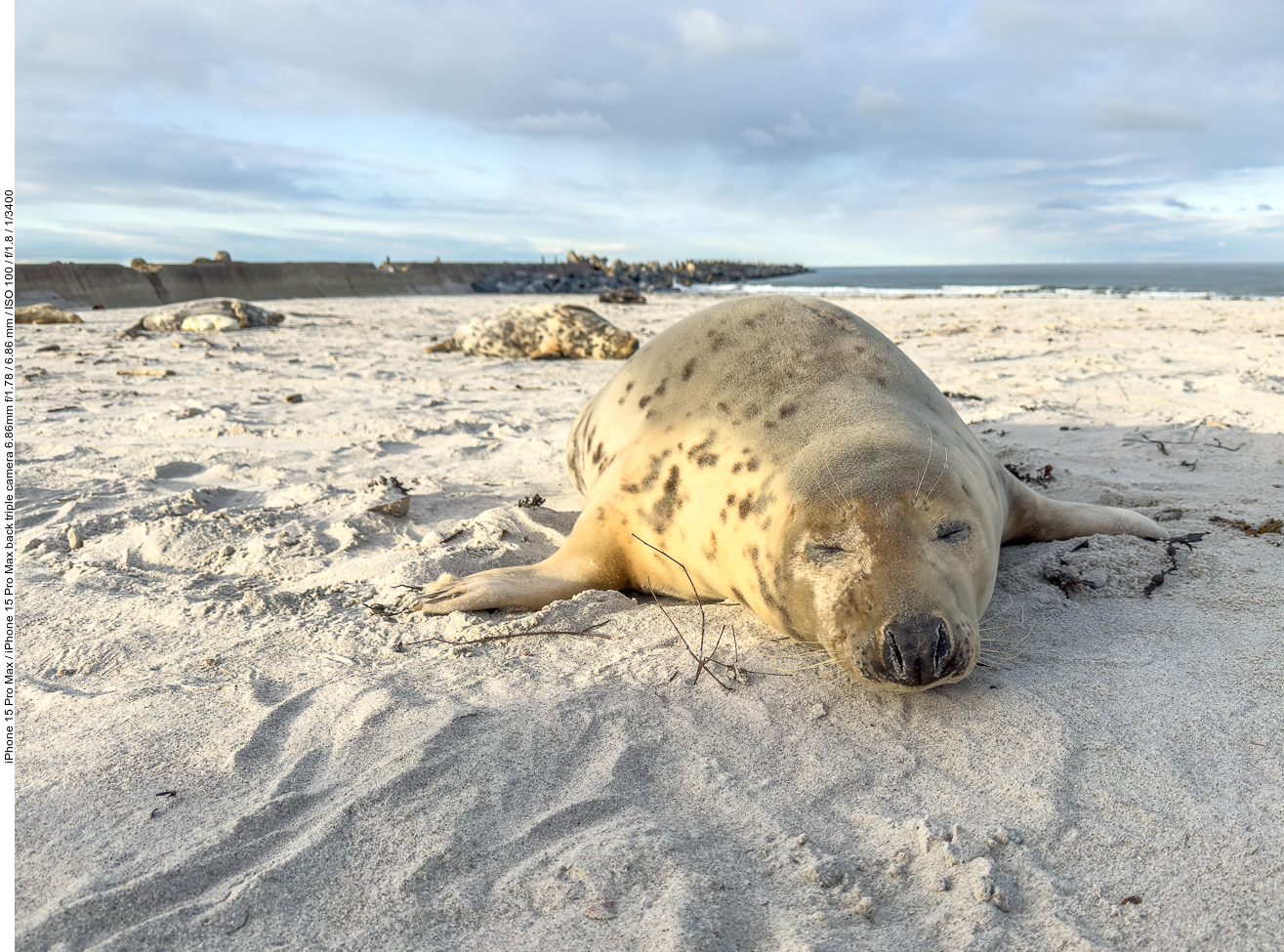 Direkt am Strand liegen schon die ersten Kegelrobben