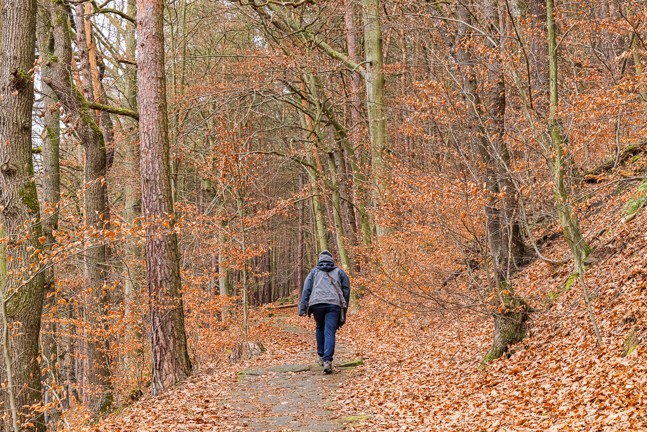 Zun&auml;chst laufen wir auf einem Waldweg den Berg hinauf