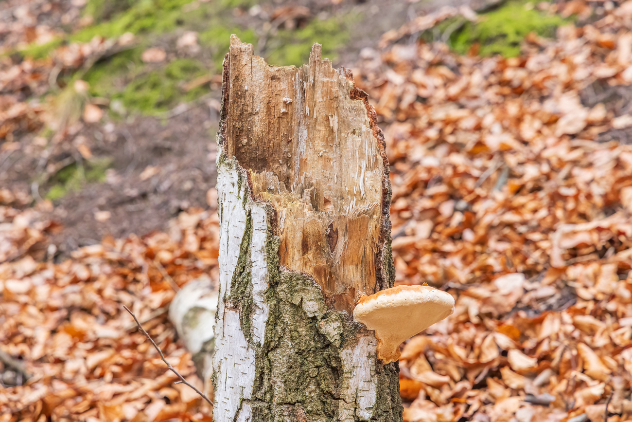 Abgebrochene B&auml;ume durch Sturmsch&auml;den