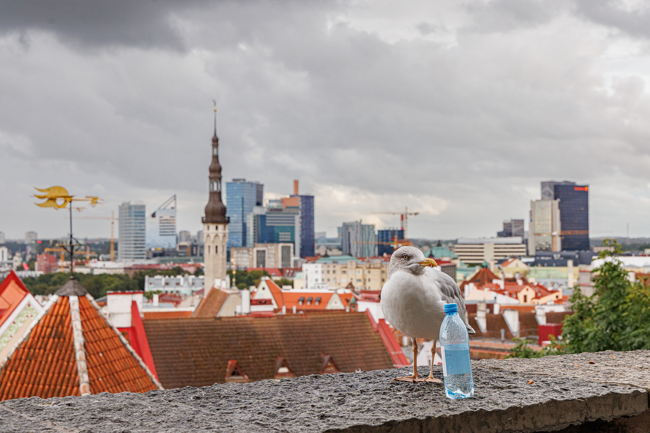Von der alten Stadtmauer aus, welche die Innenstadt umringt ...