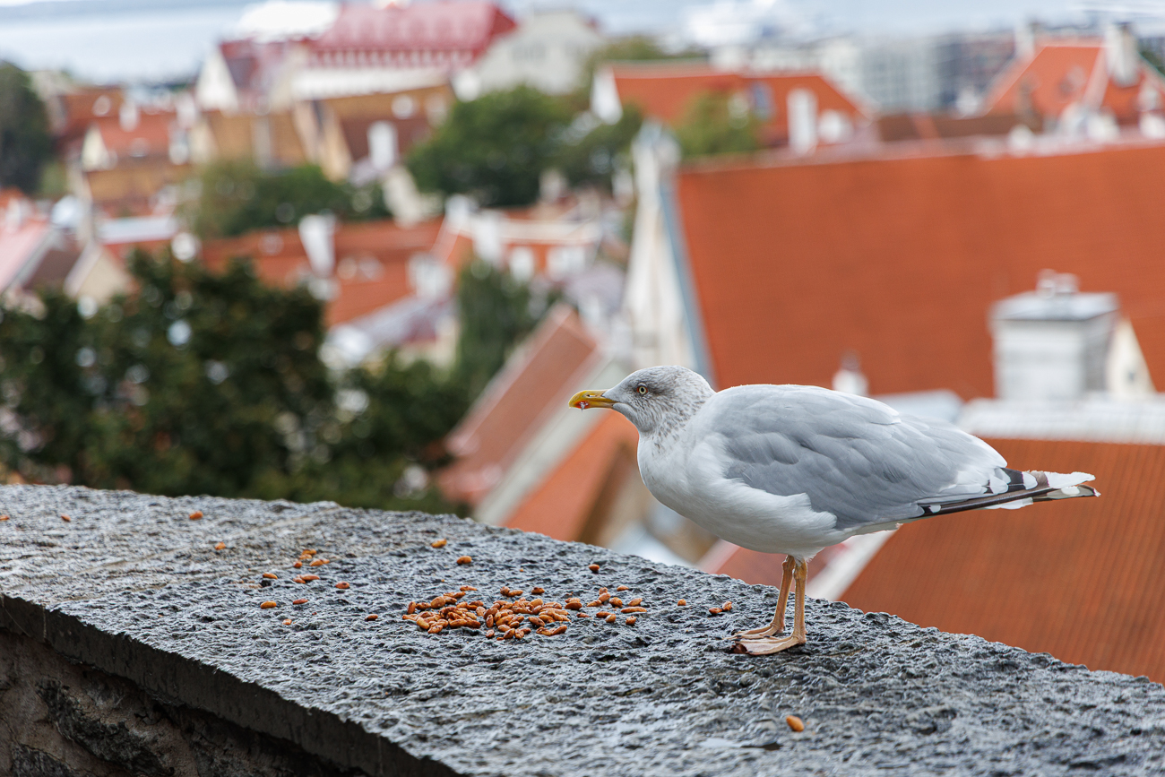 ... und wird wohl von den Touristen gefüttert ...