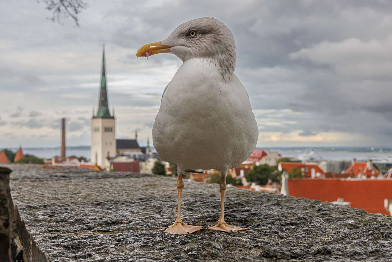 ... und ist deshalb zutraulich