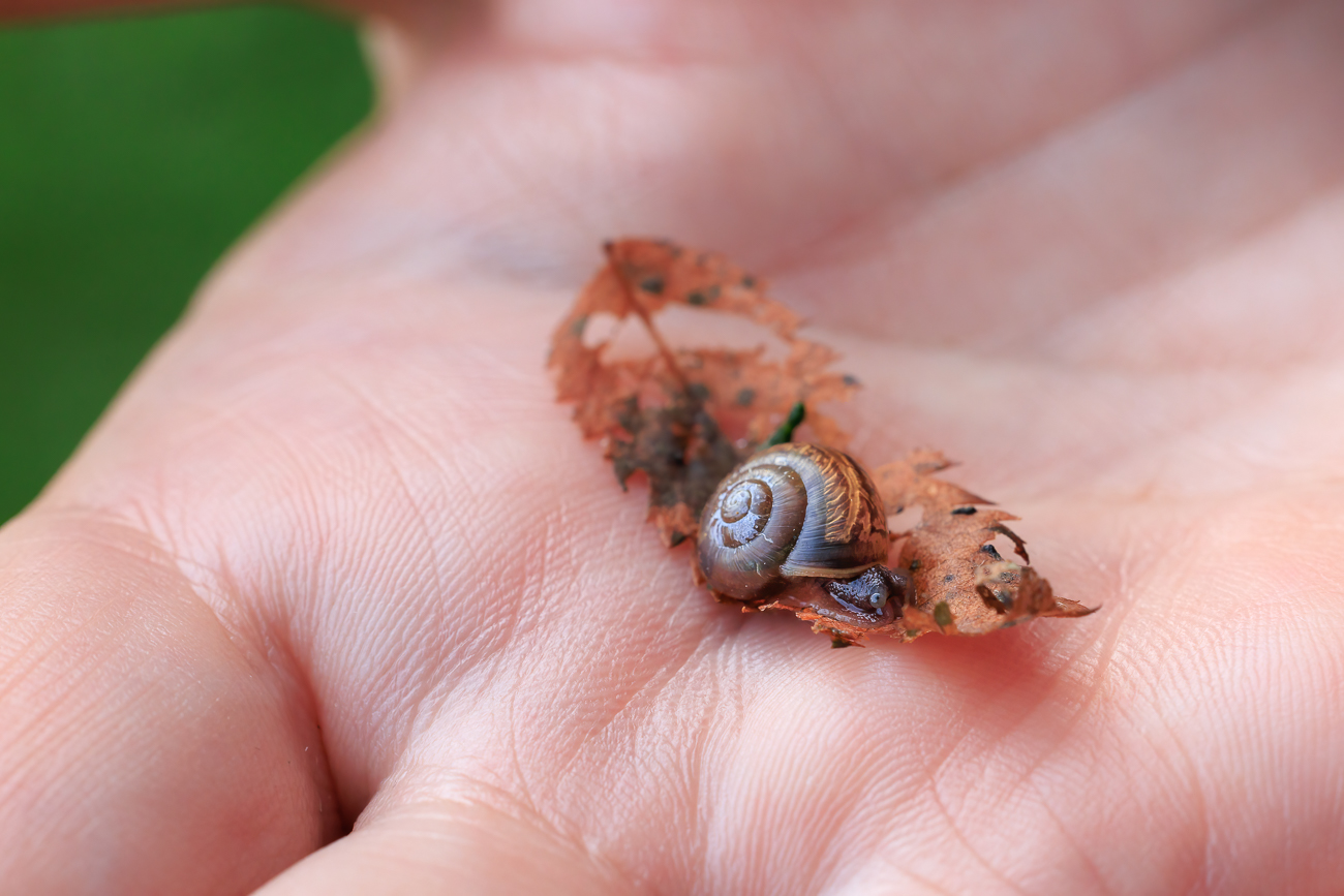 Kleine Schnecke