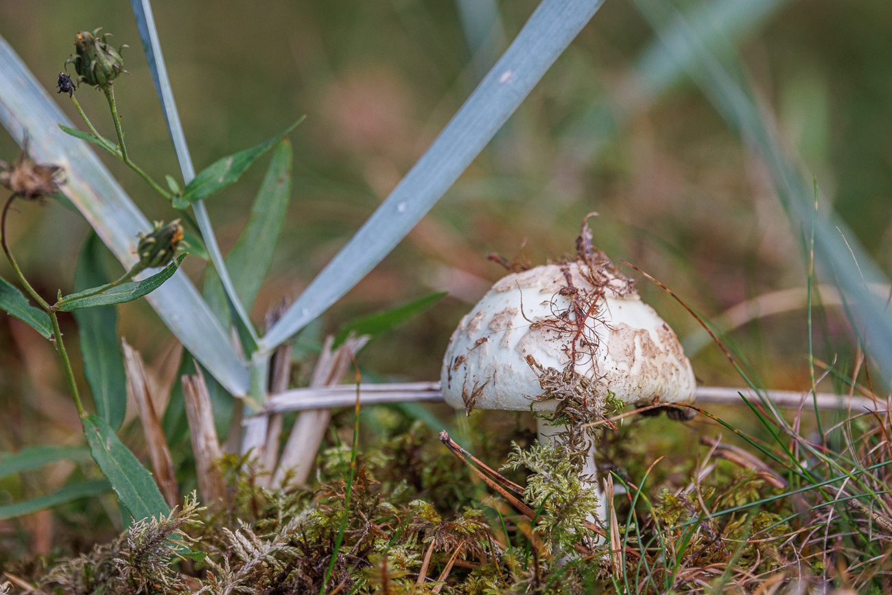 Frisch aus dem Boden emporgewachsener Pilz