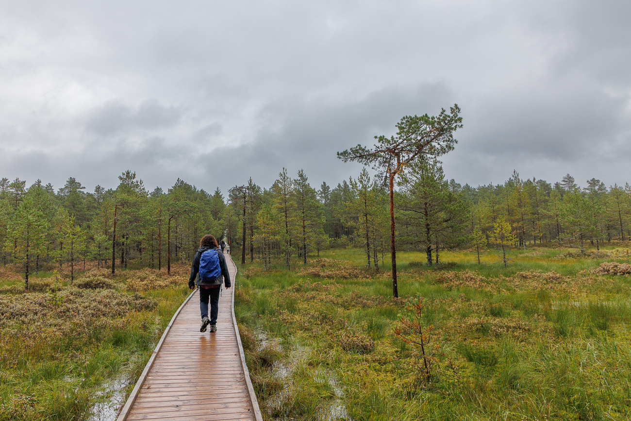 Nun geht es hauptsächlich auf Holzwegen entlang ...