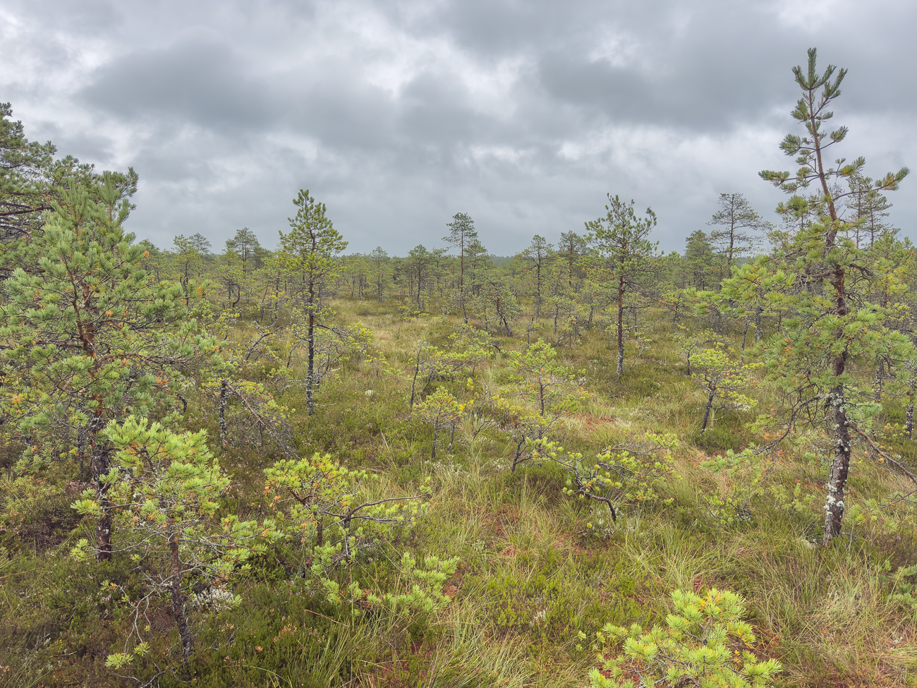 Im Viru Moor dominieren Moorbirke und Waldkiefer