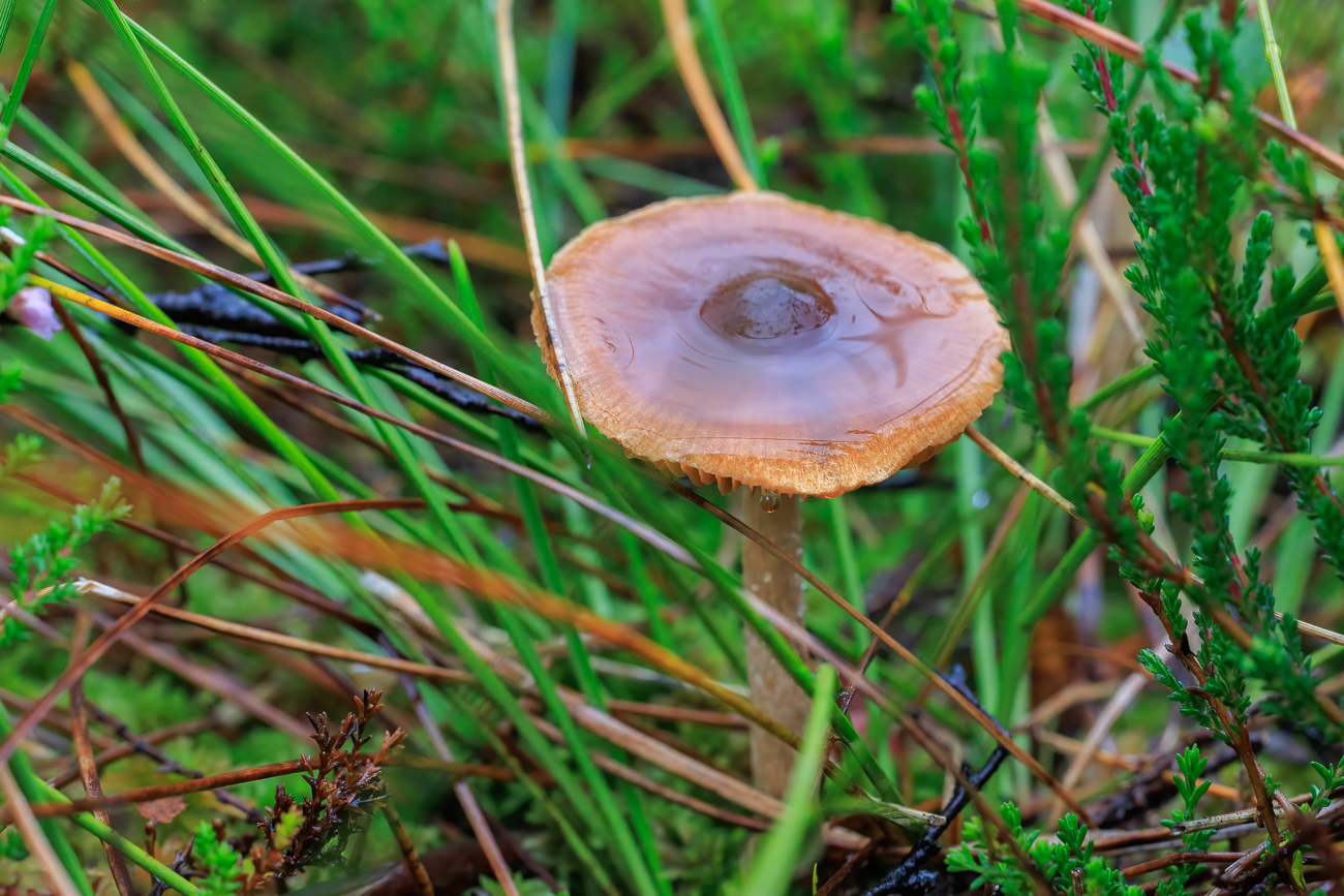 Wieder mal ein mir unbekannter Pilz