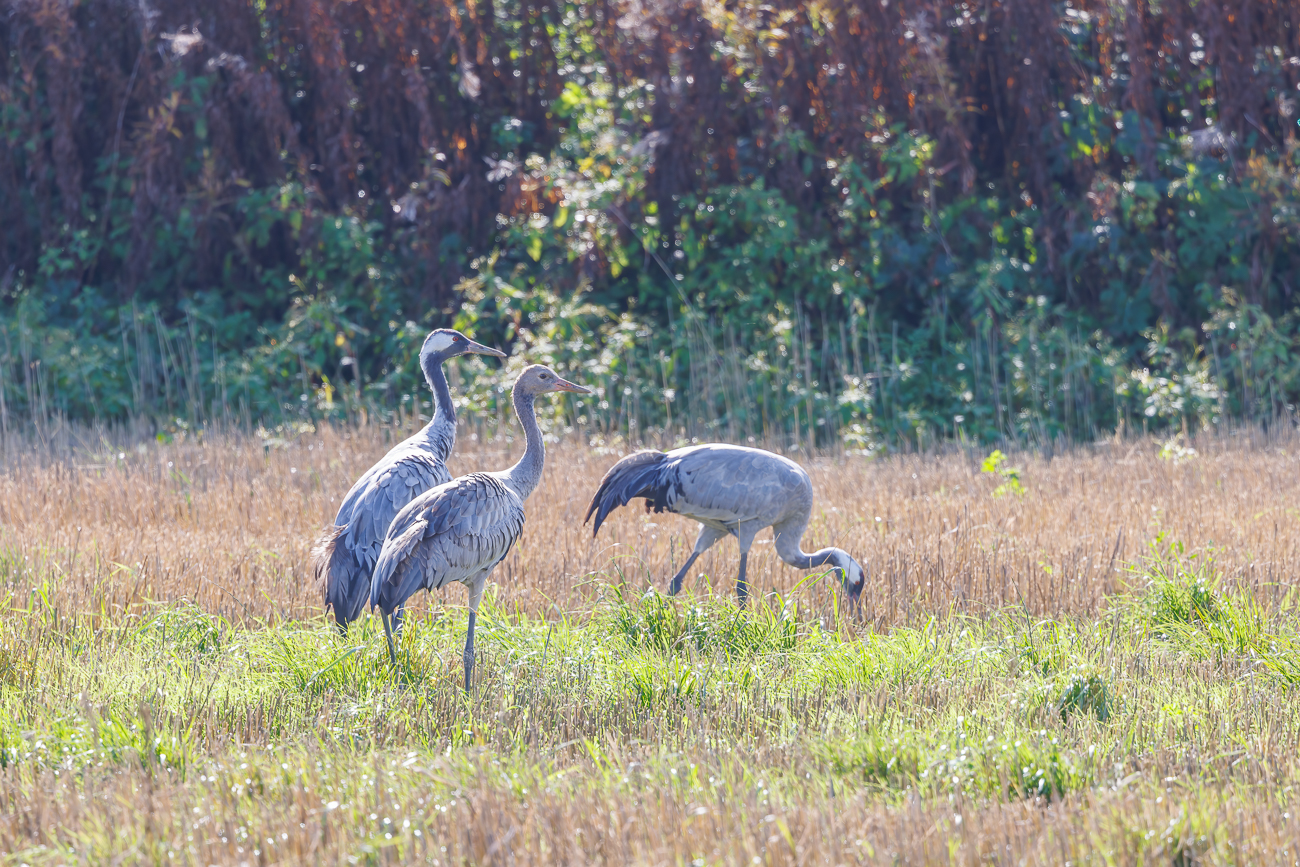 Auf den Feldern rasten Kraniche, die gerade auf dem Weg nach Süden sind
