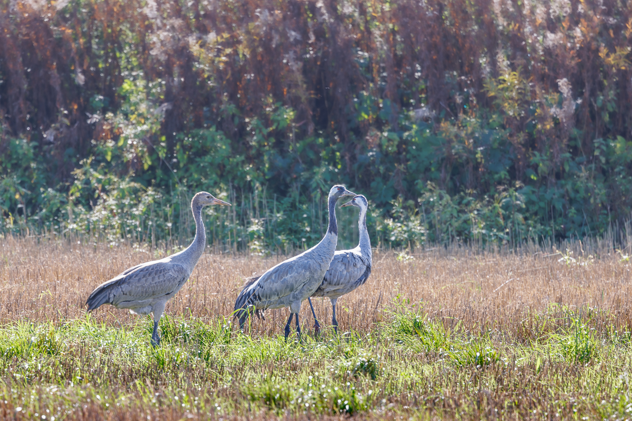 Leider verdirbt das Hitzeflimmern die Schärfe der Aufnahmen