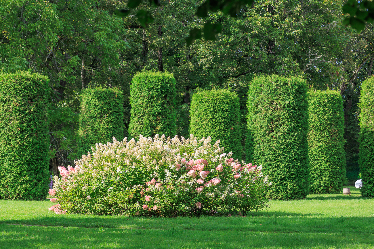 Rispen-Hortensie [Hydrangeapaniculata Siebold]