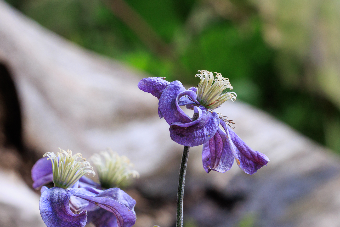 Ganzblättrige Waldrebe [Clematis integrifolia]
