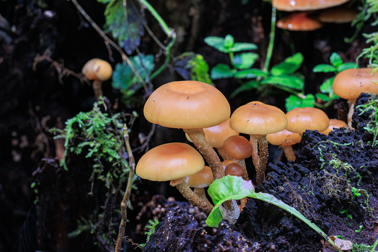 Pilze kämpfen sich durch den Waldboden