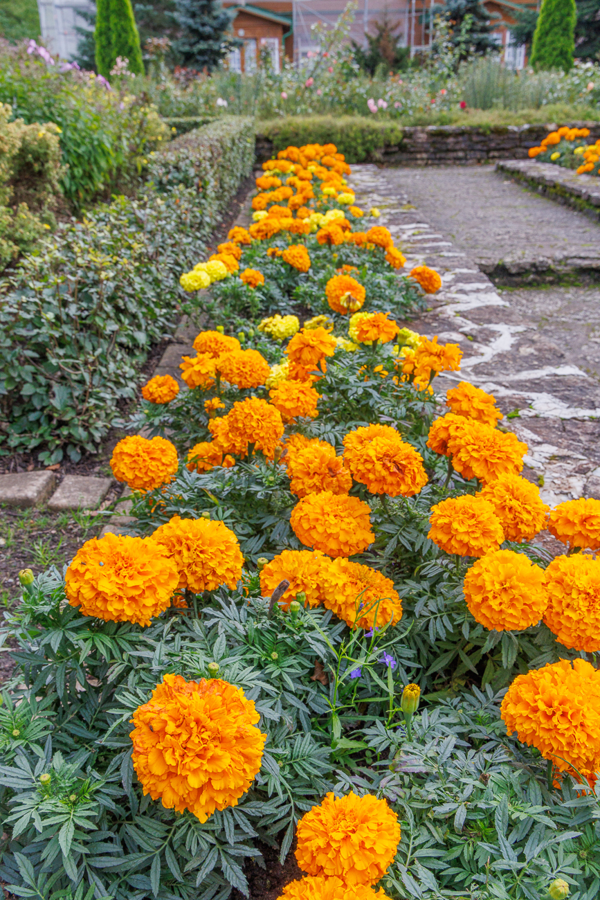 Oft gibt es Blumenbeete mit z. B. Studentenblumen [Tagetes erecta]