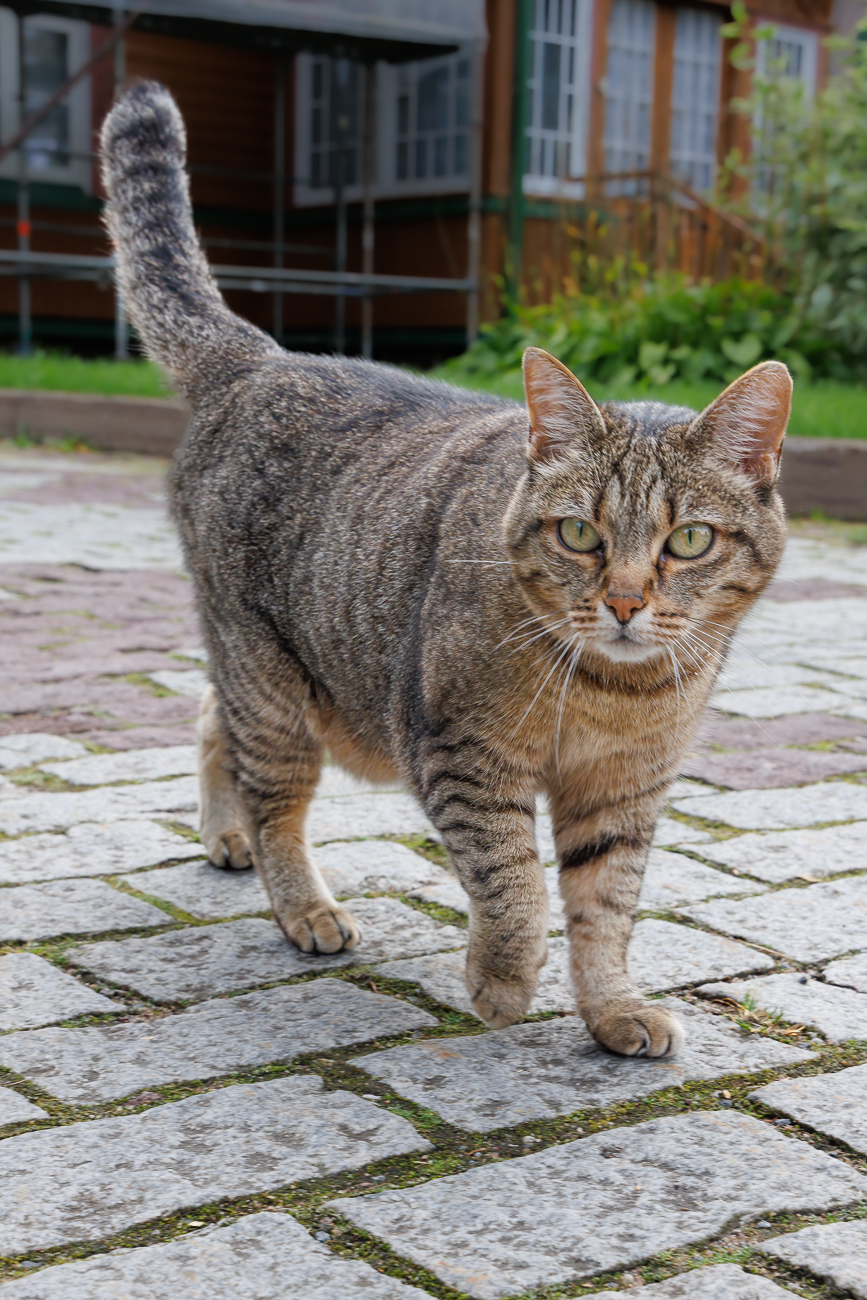 Der Stubentiger lässt sich gerne streicheln
