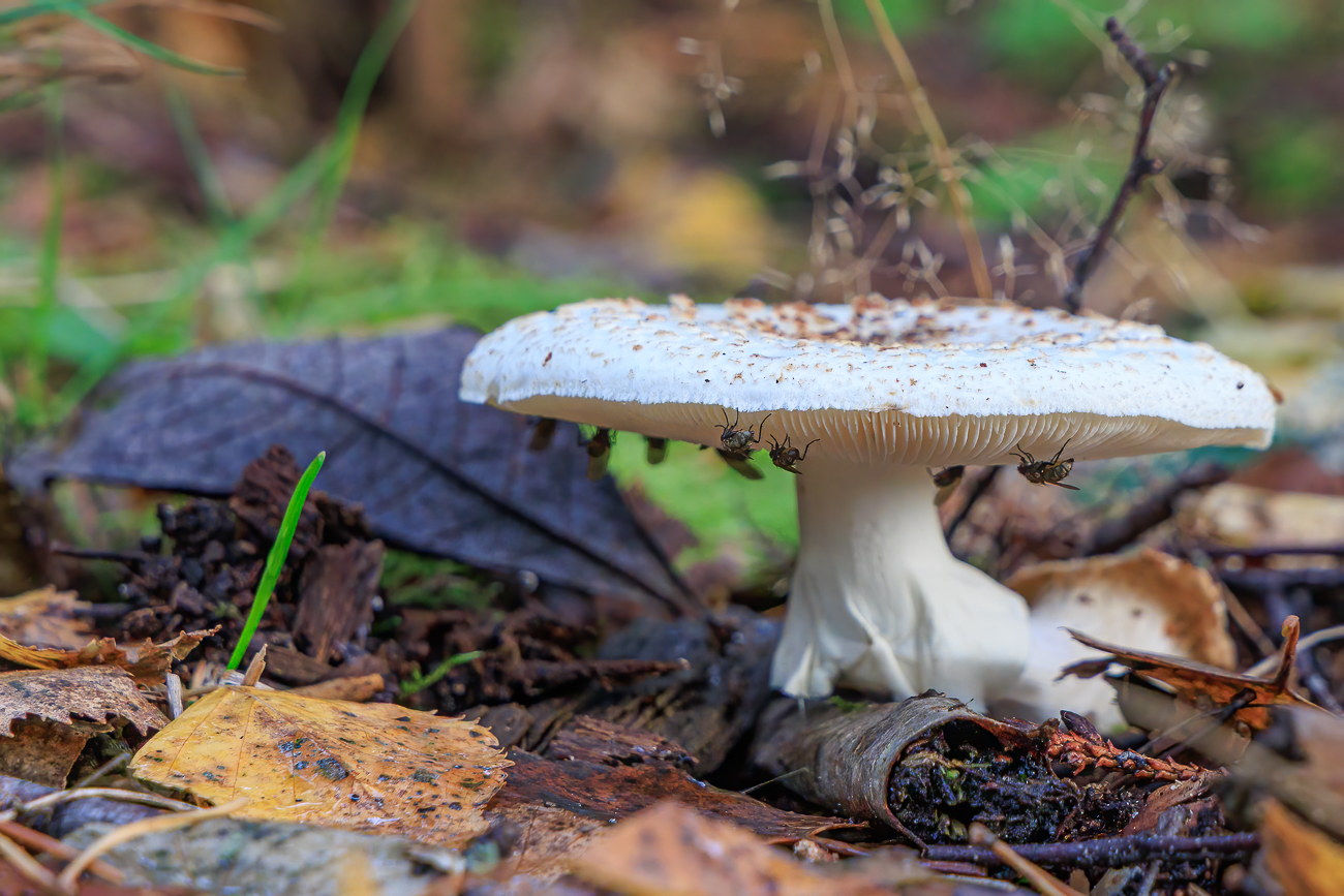 Den Fliegen scheint der Pilz zu schmecken