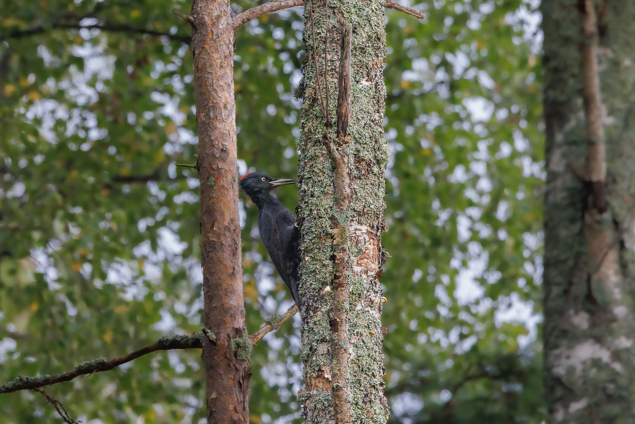Ein Schwarzspecht [Dryocopus martius] sucht unter der Rinde nach Futter