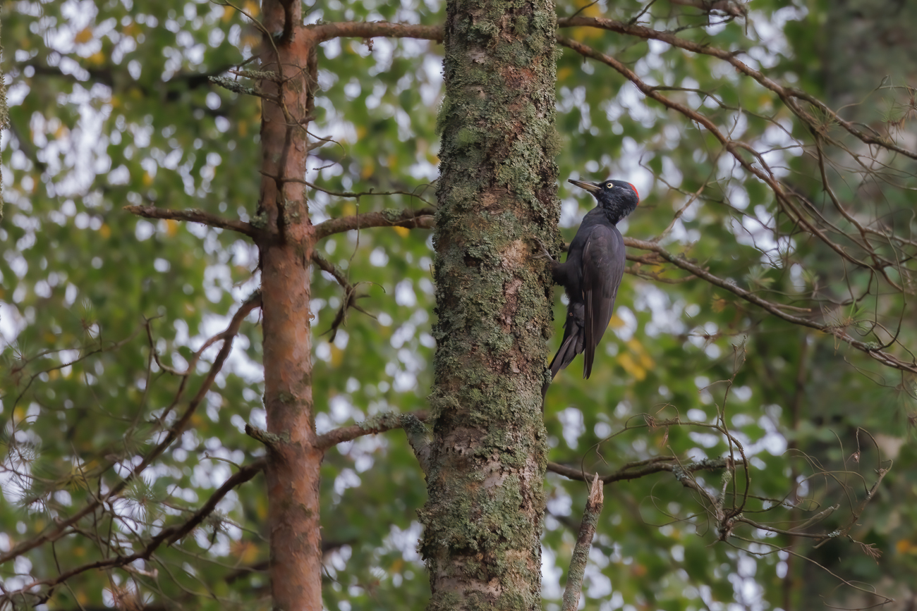 Sein H&auml;mmern ist weit zu h&ouml;ren ...