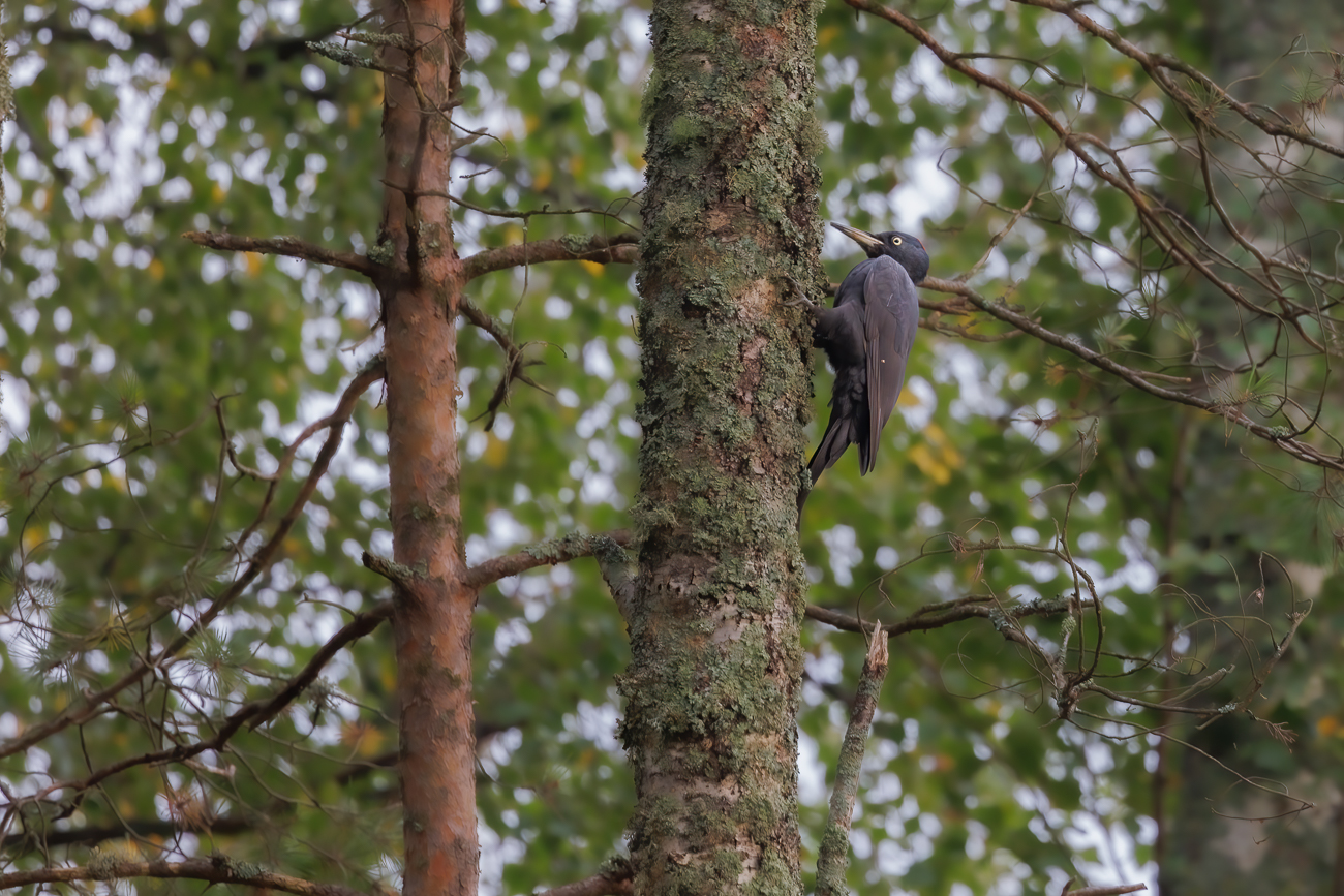 ... im dunklen Wald ist er aber nur schwer zu sehen